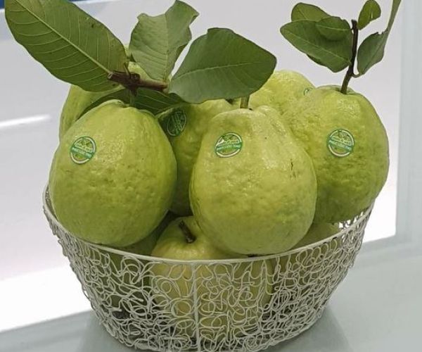 Ổi phúc lộc thọ