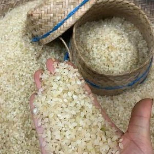 Gạo nếp khẩu hang