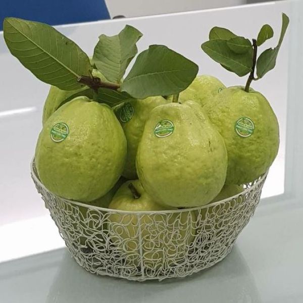 Ổi Sạch Phúc Lộc Thọ