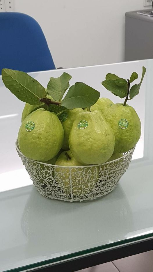 Ổi phúc lộc thọ