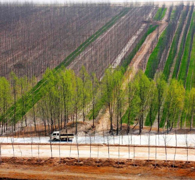 Trung Quốc đã cải tạo sa mạc thành hành lang xanh như thế nào ?