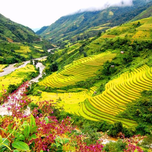 Lá tắm người Dao đỏ có công dụng gì ?