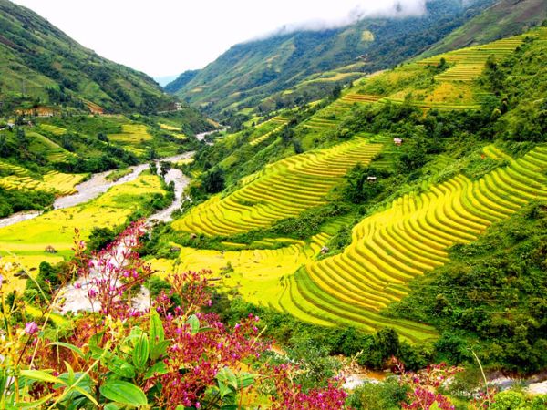 Lá tắm người Dao đỏ có công dụng gì ?